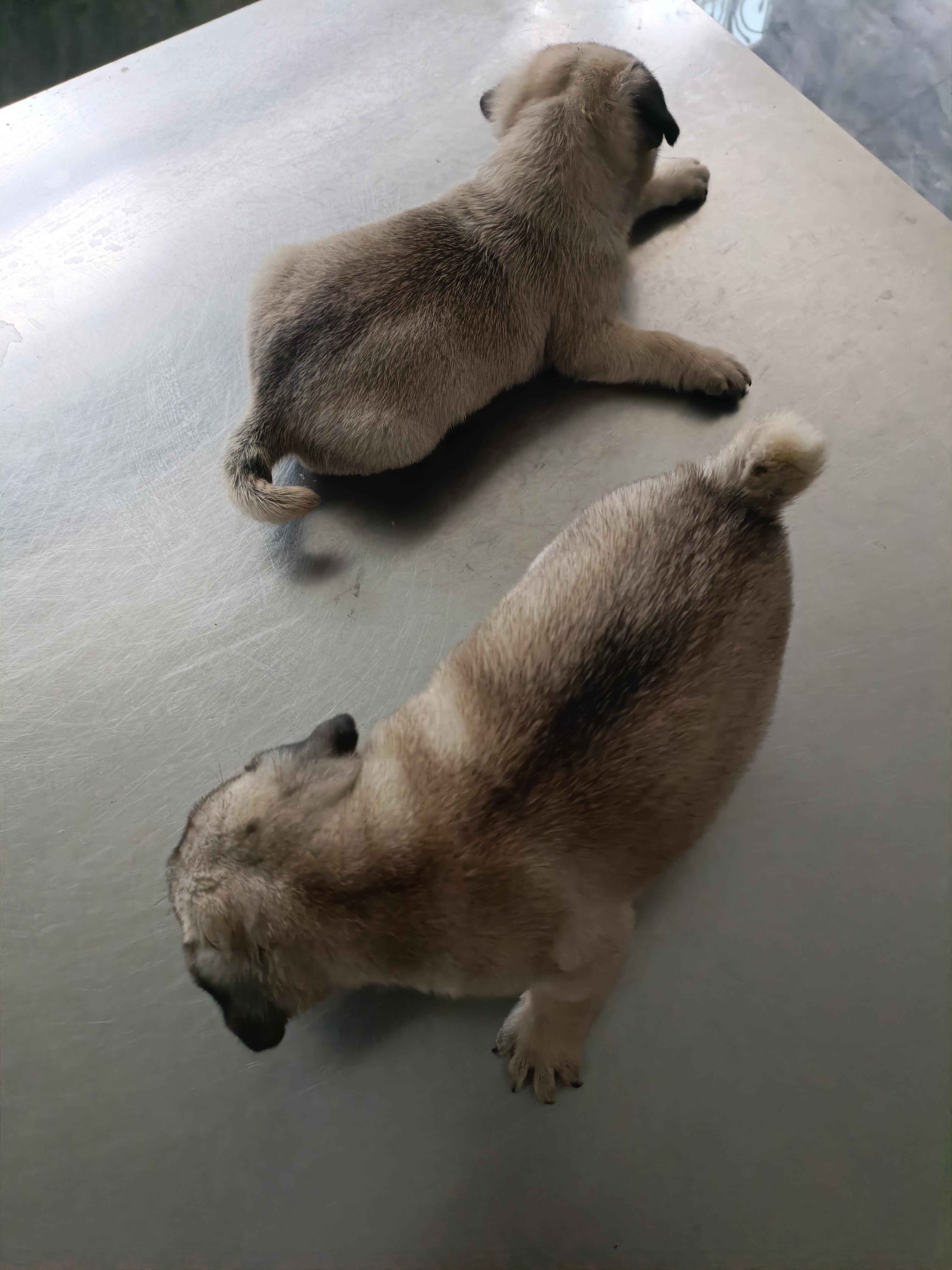 巴哥